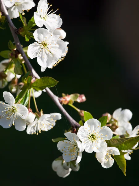 Cherry flower background — Stock Photo, Image