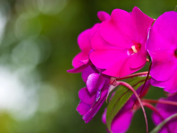 Mooie roze bloem — Stockfoto