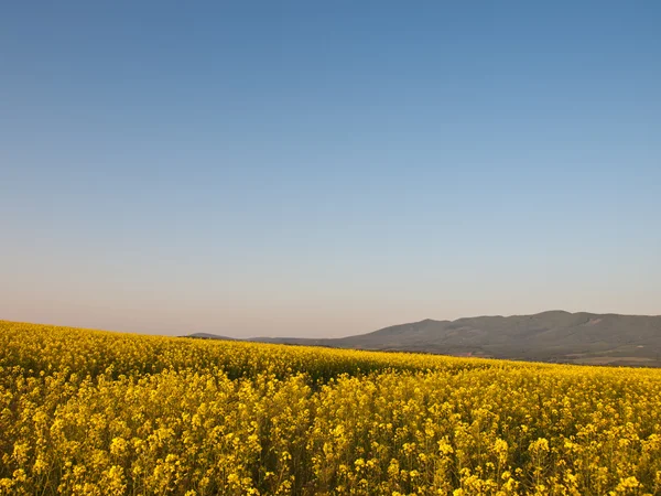 Rape field — Stock Photo, Image