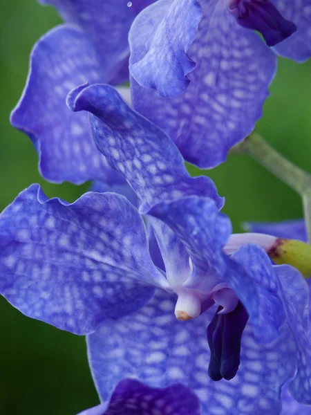 Blaue Orchideen — Stockfoto