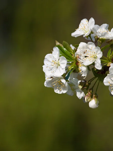 Kirschblüte Hintergrund — Stockfoto