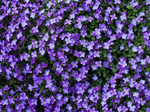 Niebieskie kwiaty — Zdjęcie stockowe