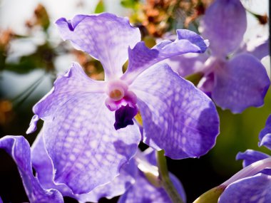 Mavi orkide