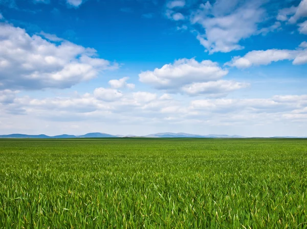 Maïs achtergrond van een veld — Stockfoto