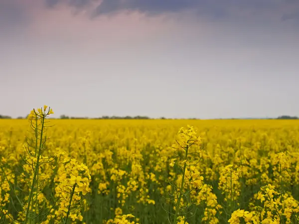 Rape field — Stock Photo, Image