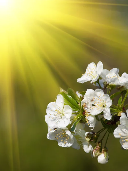 Kwiat wiśni tle — Zdjęcie stockowe