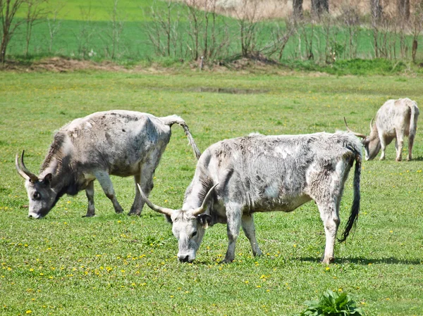 Cows on a field — Stock Photo, Image