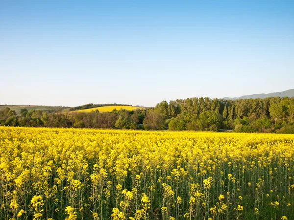 Campo stupro — Foto Stock