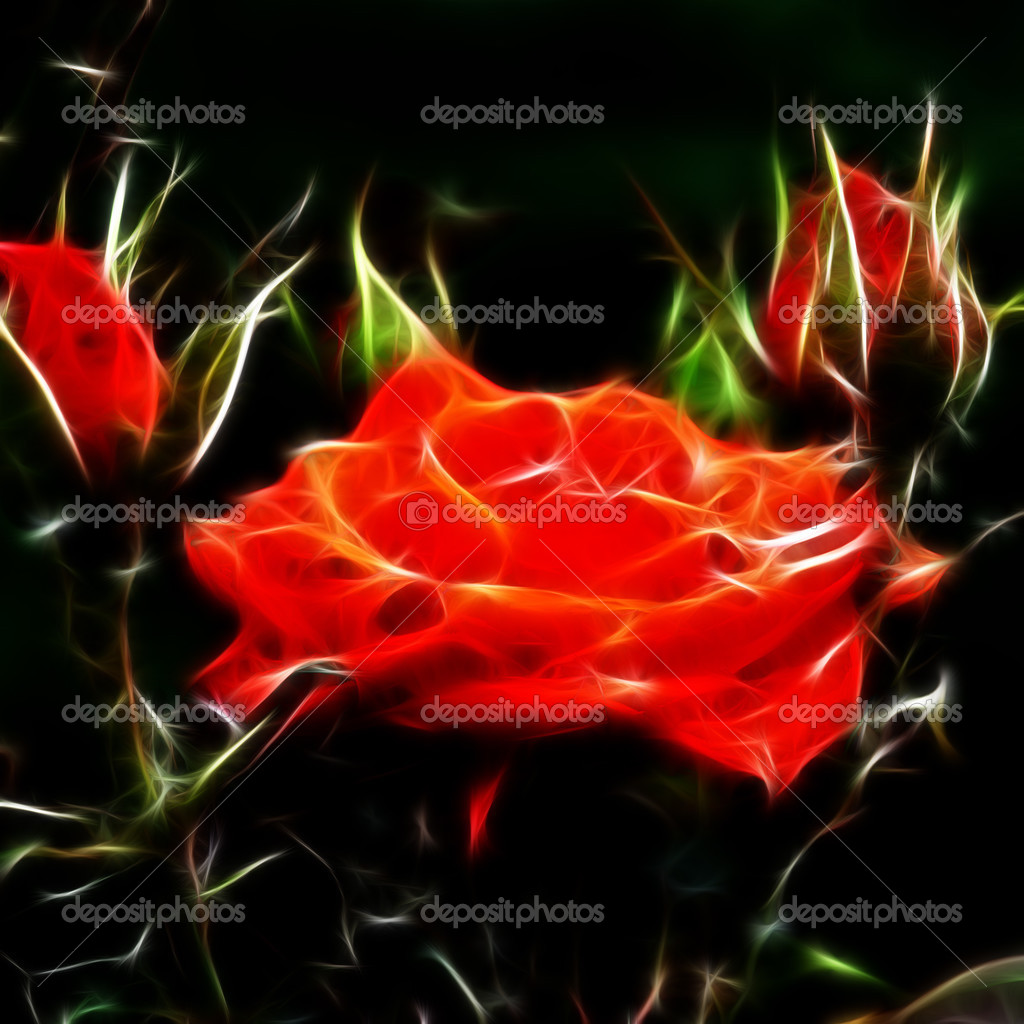 Fire rose Stock Photo by ©klagyivik 25732317