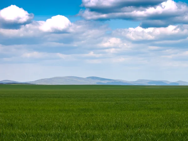 Hintergrund grüne Wiese — Stockfoto