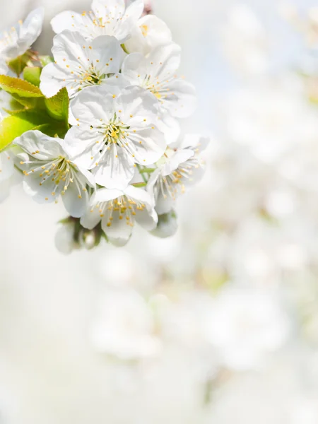 Kwiat wiśni tle — Zdjęcie stockowe