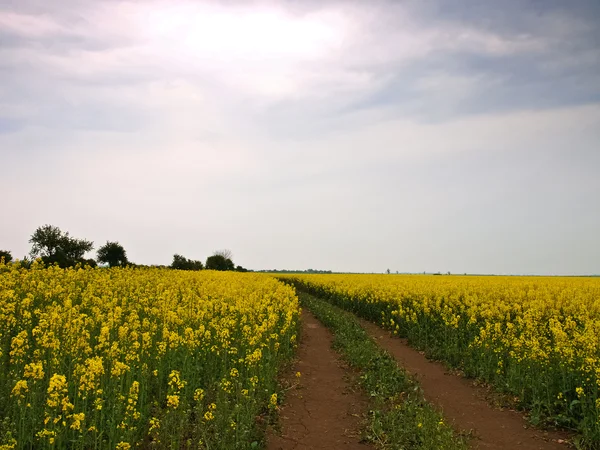 Yellow flowers — Stock Photo, Image