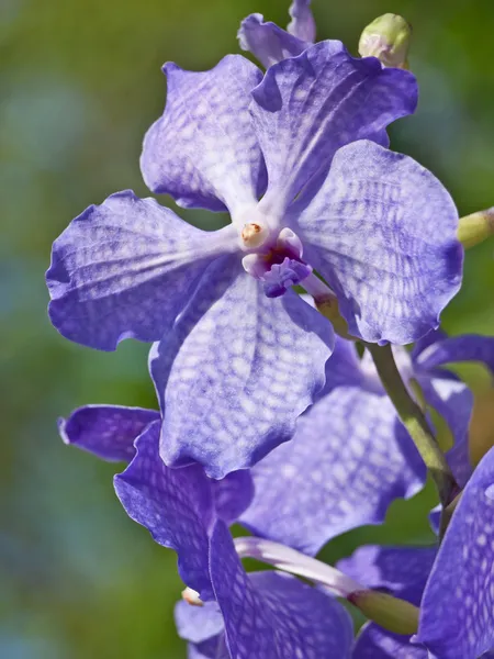 Синие орхидеи — стоковое фото
