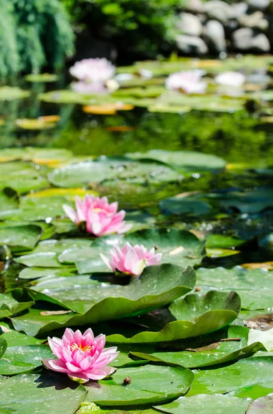 Water lily background — Stock Photo, Image