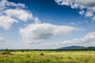 yeşil alan arka plan