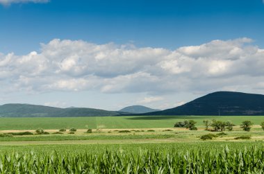 Mısır alan arka plan