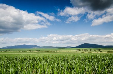 Mısır alan arka plan