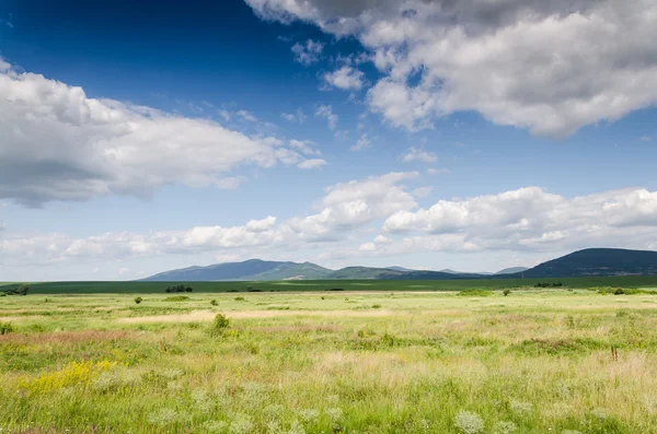 Groen veld achtergrond — Stockfoto