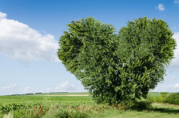 緑のフィールドと心の木 — ストック写真