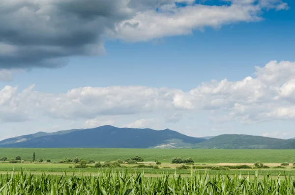 Mısır alan arka plan