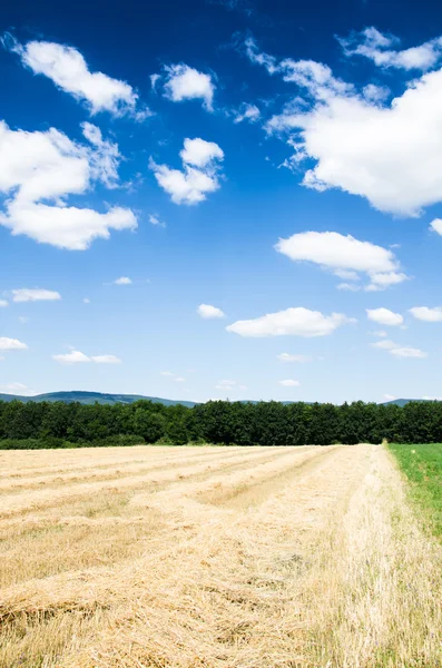 Campo raccolto — Foto Stock