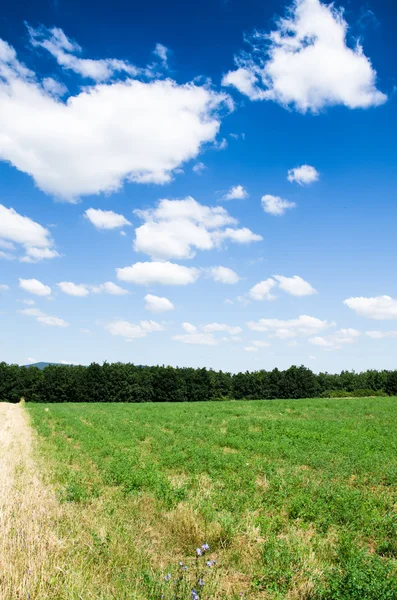 Grönt fält bakgrund — Stockfoto