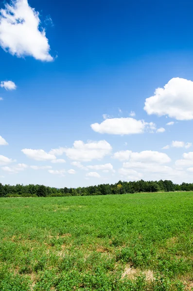 Grönt fält bakgrund — Stockfoto