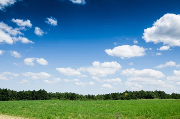 Grönt fält bakgrund — Stockfoto