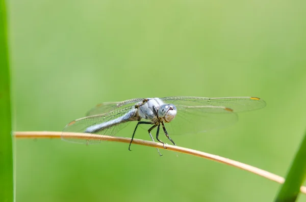 Libelle — Stockfoto