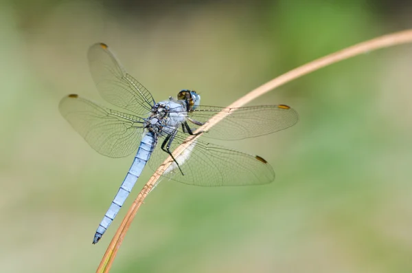 Beautiful Dragonfly — Stock Photo, Image