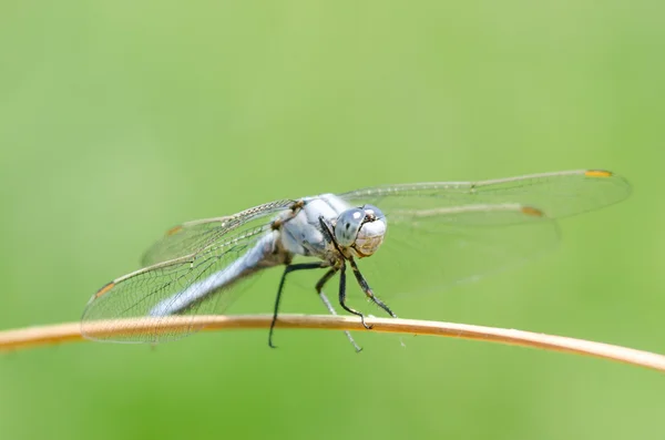 Libélula — Fotografia de Stock