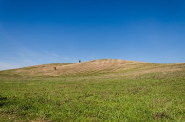 yeşil alan arka plan
