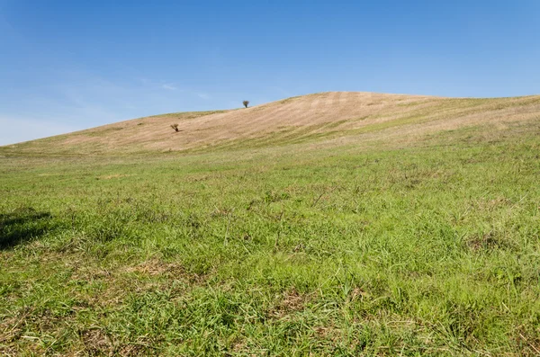 Field background — Stock Photo, Image