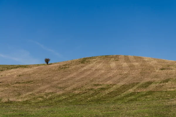 Strada sterrata e campo verde — Foto Stock