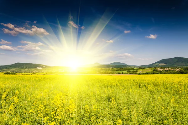 Rapsfeld und blauer Himmel — Stockfoto