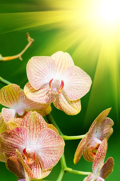 Fondo del Orchid — Foto Stock