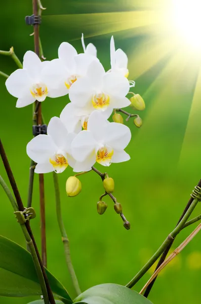 Orchidea bianca — Foto Stock