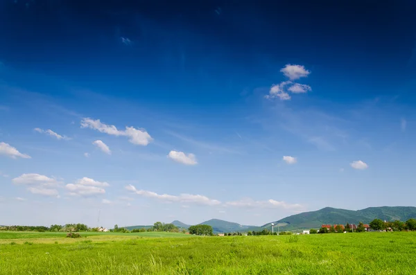 Fundo do campo verde — Fotografia de Stock