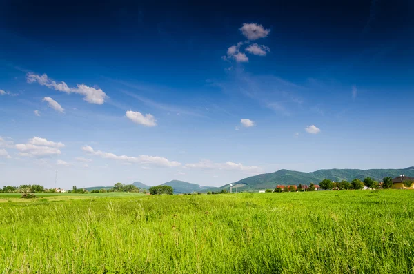 Fundo do campo verde — Fotografia de Stock