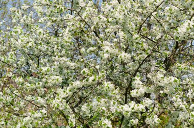 kiraz çiçek çiçek