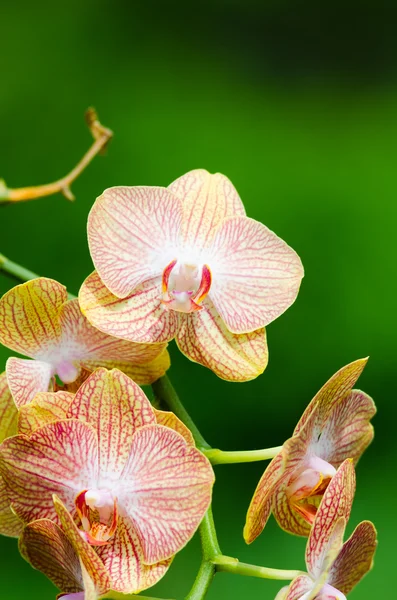 Fondo del Orchid — Foto Stock