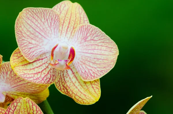 Fondo del Orchid — Foto Stock