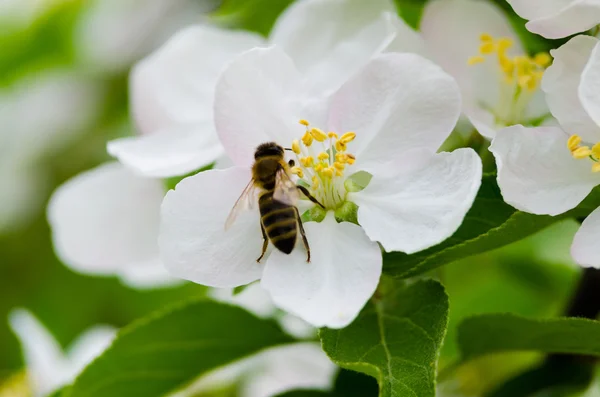 Apple blossom en bee — Stockfoto
