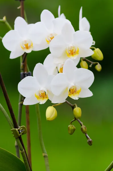 Orchidea bianca — Foto Stock