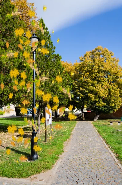 Kleurrijk gebladerte in het herfstpark — Stockfoto