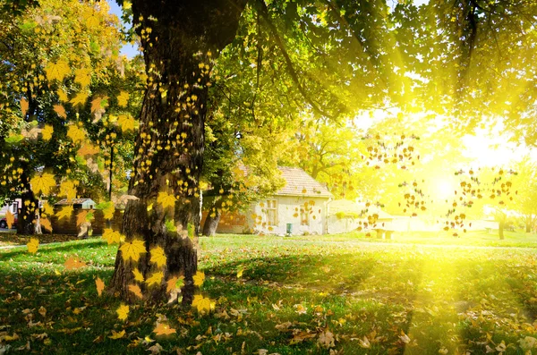 Colorido follaje en el parque de otoño —  Fotos de Stock