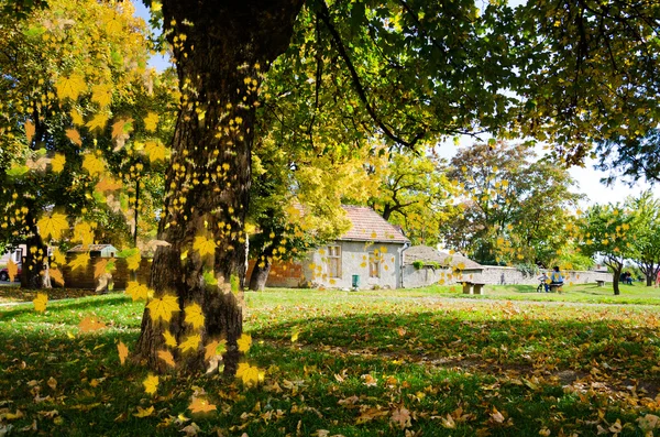 Colorido follaje en el parque de otoño — Foto de Stock