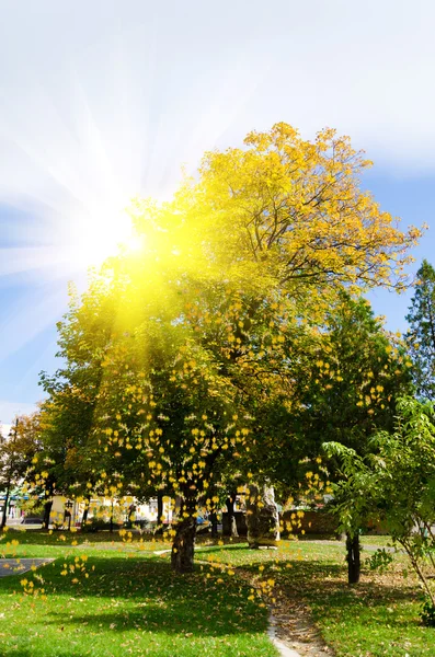 Berwarna-warni dedaunan di taman musim gugur — Stok Foto