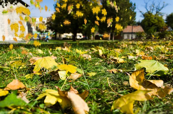 Colorido follaje en el parque de otoño —  Fotos de Stock