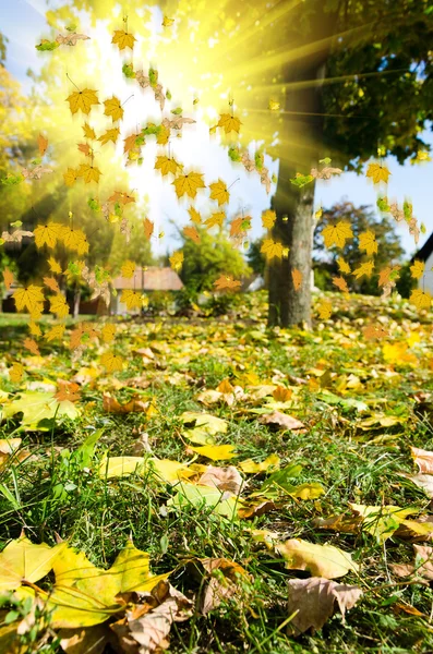 Berwarna-warni dedaunan di taman musim gugur — Stok Foto